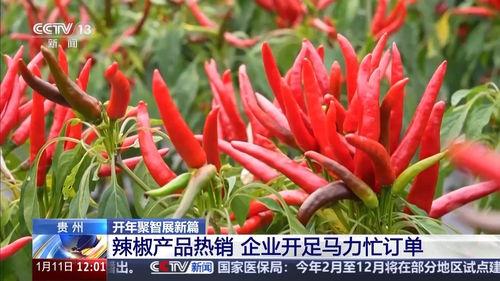 国产辣椒视频,国产辣椒视频带你领略舌尖上的中国