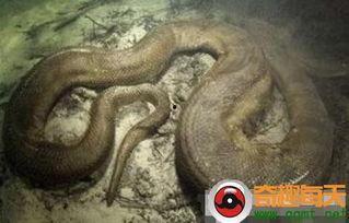 国产恐怖片视频巨蟒