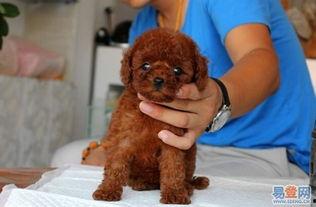 国产综合泰迪视频在线,萌宠乐园，欢乐无限