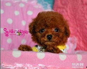 国产综合泰迪视频在线,萌宠乐园，欢乐无限