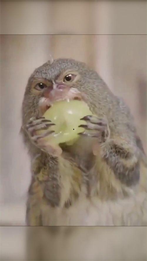 国产真有猴子吗视频,真实猴子的生活画卷