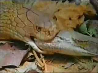 国产蟒蛇解说视频大全集